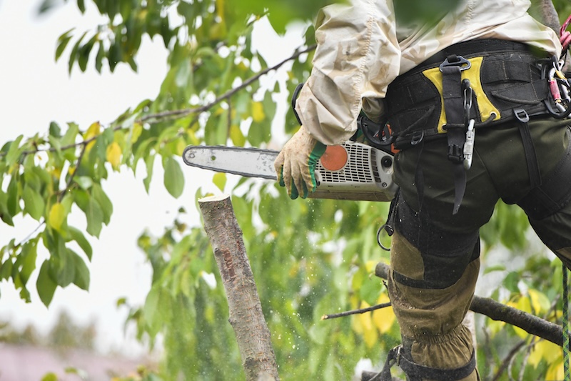 Arborist som använder motorsäg