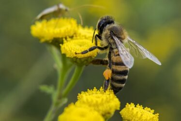 Bi som pollinerare