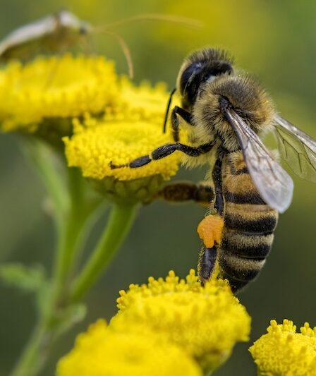 Bi som pollinerare