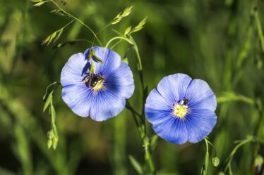 Linblommor