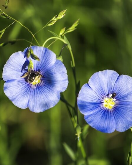 Linblommor