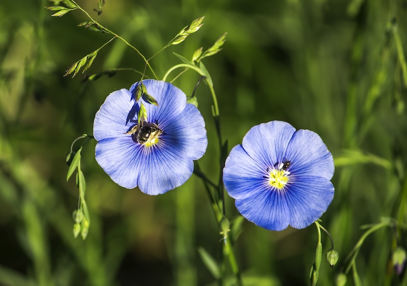 Linblommor